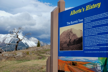 Burmis Tree Heritage Marker