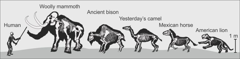 A selection of wildlife that greeted Alberta’s hunters 10,000 years ago. 
