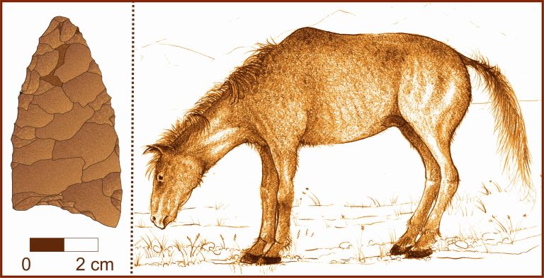 Ancient spear from Alberta that was coated in blood of the now-extinct Mexican horse.