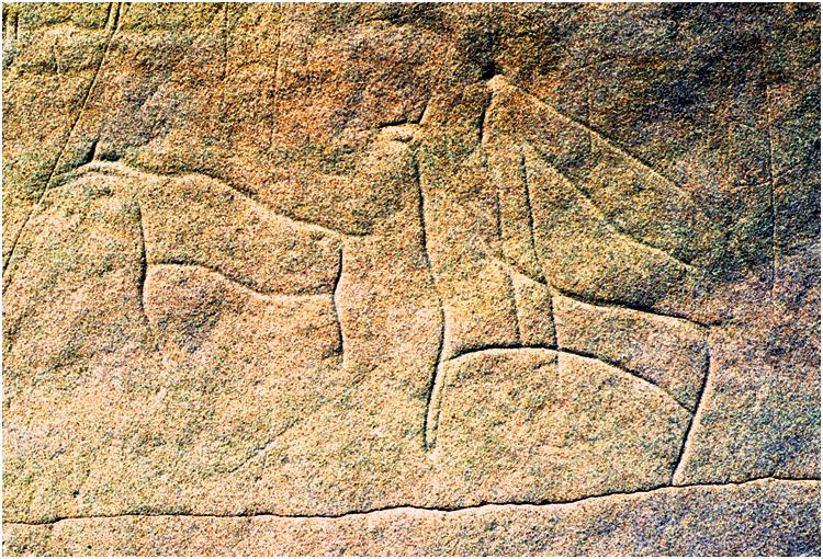 This carving (‘petroglyph’) from Writing-on-Stone depicts a domestic horse in a buffalo hunt. 