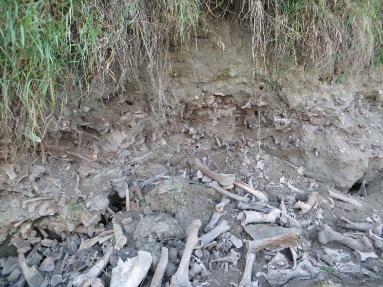 Flood impacts to a highly significant archeological site in southern Alberta. 