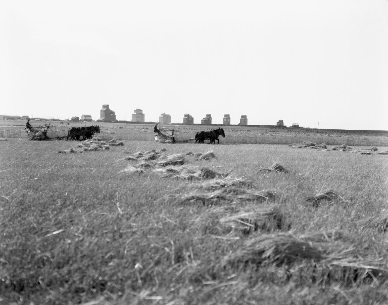 A long row of eight elevators had been built at Vulcan by 1924 and provided a backdrop for this harvest scene at Vulcan. (Glenbow Archives, ND-8-218).