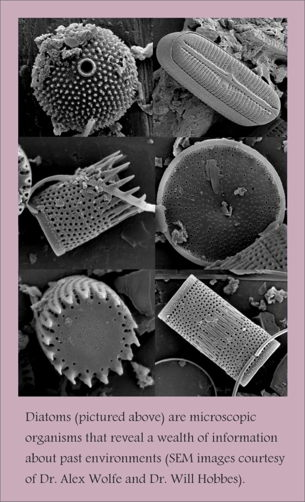 Diatoms 
