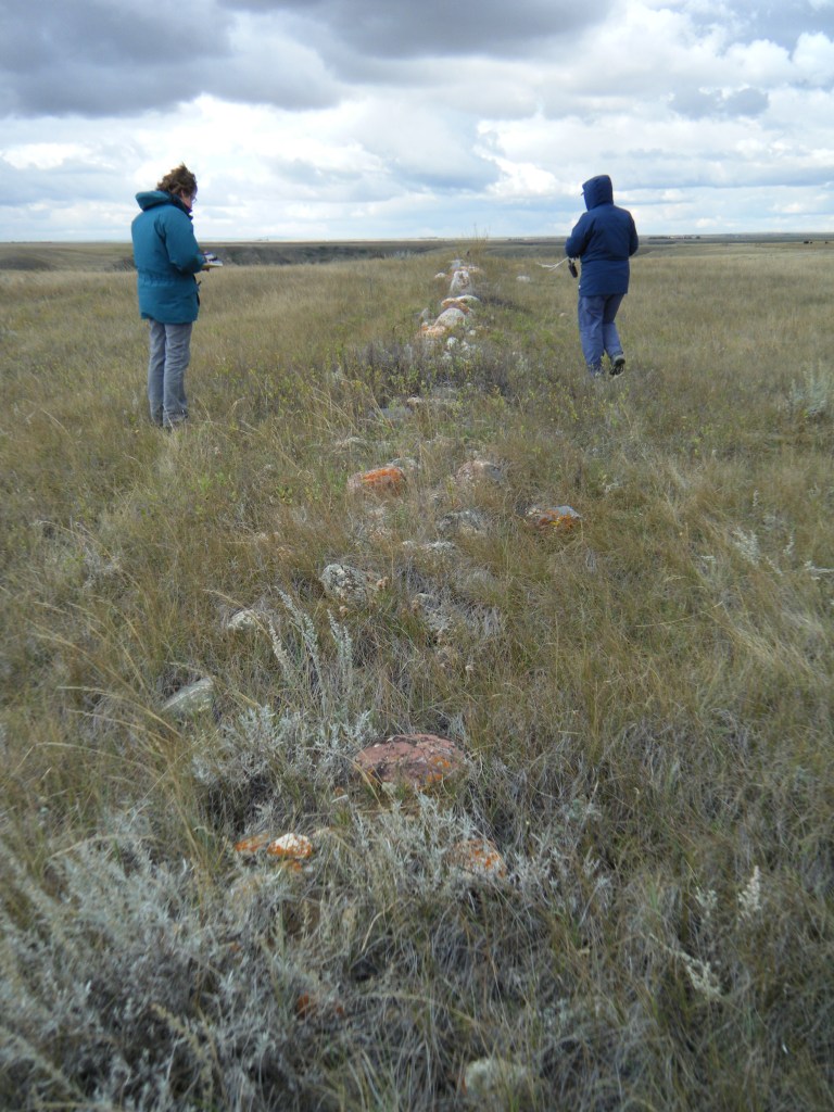 A historic fenceline at Writing-On-Stone Provincial Park being recorded by Alberta Culture & Tourism staff, October 2014. (Photo courtesy of Wendy Unfreed, Plains Archaeologist.)