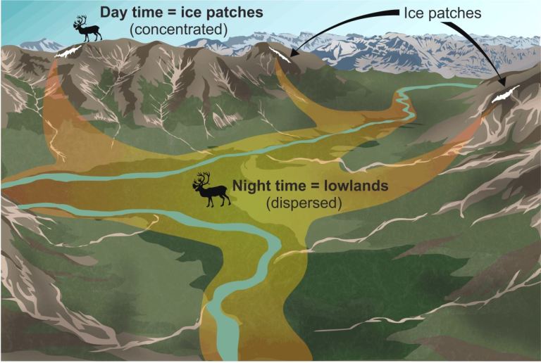 Caribou gather on the upland ice features to stay cool in the midday heat (Todd Kristensen). 