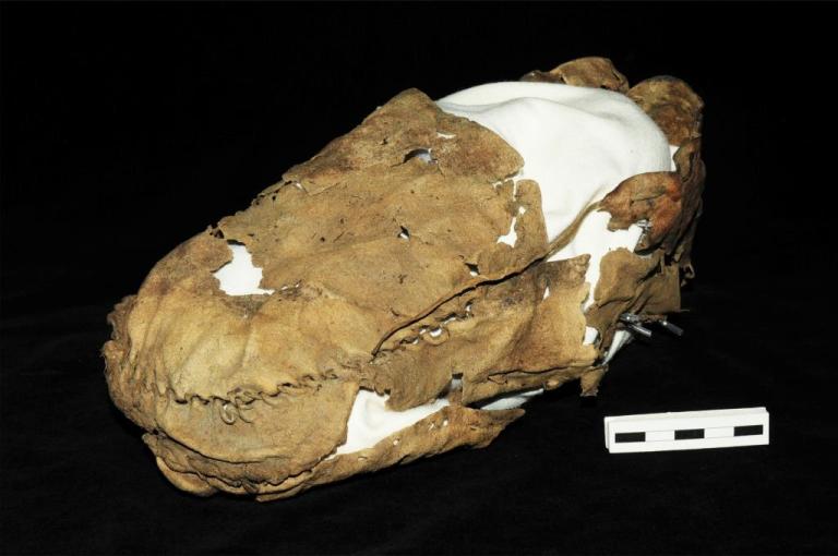 This moccasin held the foot of an alpine climber over a thousand years ago (courtesy of the Government of Yukon).