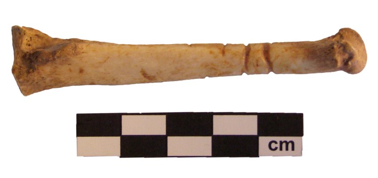 Bone artifact from a “Stones and Bones” event in Coaldale. Photo credit: Royal Alberta Museum.