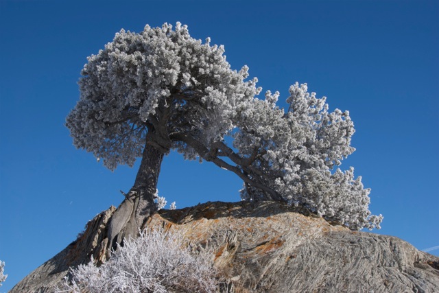 A limber pine, covered in hoar frost, grows incongruously from thrust-faulted sandstone near the mouth of Rock Creek, in close proximity to the last known resting place of Count Castiglione's missing rock  (Photo by David McIntyre). 