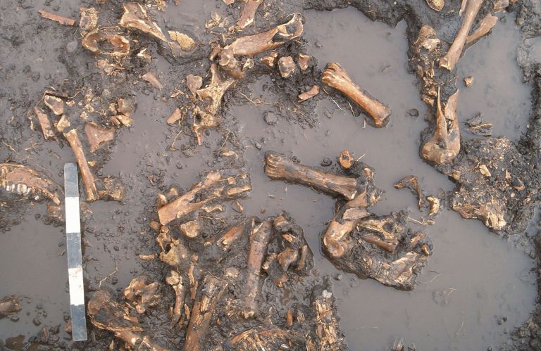 Figure 5. Bone bed Everblue Springs