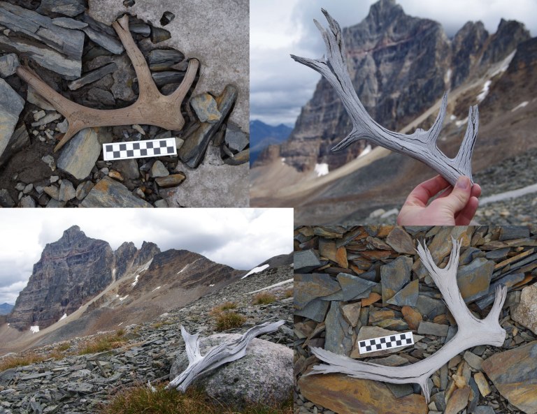 A sample of some of the caribou and elk antlers found at the edge of the ice patches.