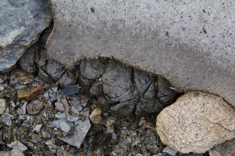 Caribou dung melting out of the ice.