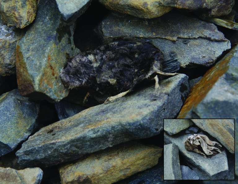 A fully preserved rodent and a rodent foot.