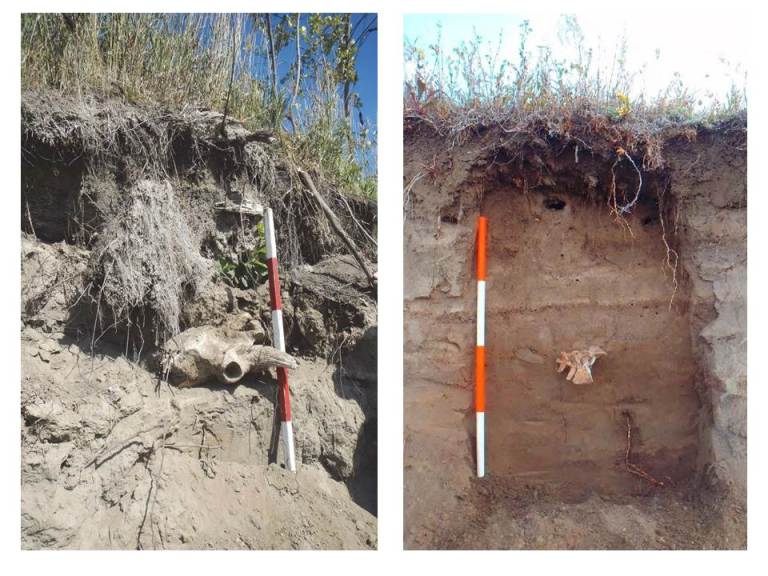 Bison skull found in a cutbank of the Bow River (left) and bison vertebrae found in a cutbank of the Highwood River (right), both exposed by the June 2013 flood.