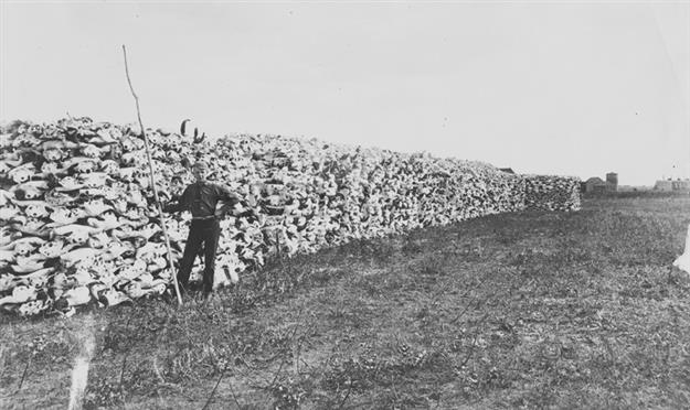 Figure 5. Buffalo bones was littered the prairies but were collected en masse for use as fertilizer in the 1800s (image A17481 reproduce with permission from the Provincial Archives of Alberta). The scene is of stacked buffalo skulls from either Medicine Hat in southern Alberta in 1884 or from Saskatoon in Saskatchewan in 1890.