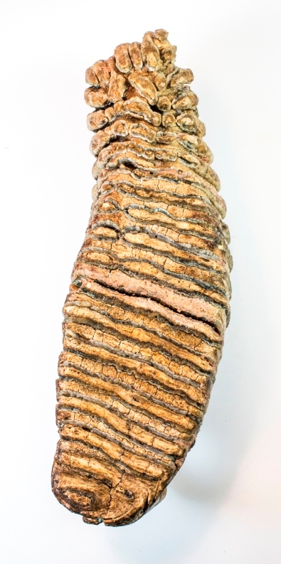Mammoth tooth Royal Alberta Museum compressed a