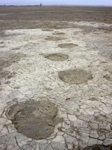 Rare and information-rich trackways from lumbering mammoth were revealed by scouring winds at St. Mary Reservoir (courtesy of Shayne Tolman).