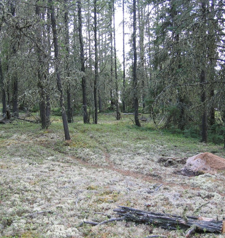 Shovel tests are dug on landforms in the boreal forest to locate sites.