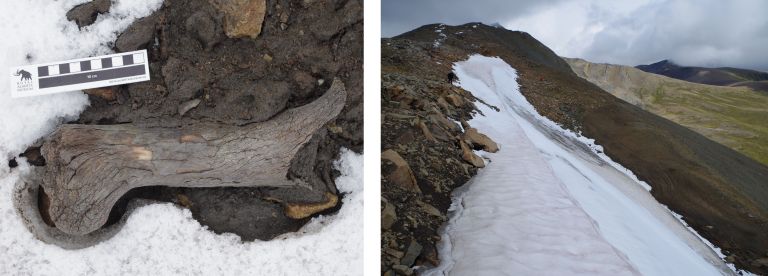 This ancient bison bone was found melting from an ice patch high above Miette Lake in Jasper National Park (by Todd Kristensen). 