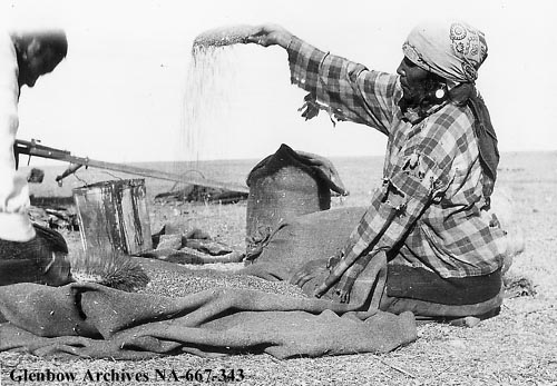 Martha Goodrider (nee Big Plume), Sarcee (Tsuu T’ina), drying berries (Glenbow Archives NA-667-343).