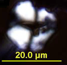 Corn starch from the Garratt site (Lints 2012).