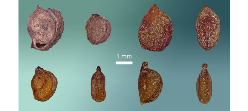 Building skills: Using seeds and shells to learn about Alberta’s ancient&nbsp;environments