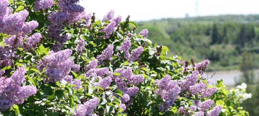 Newton’s Lilacs: Edmonton’s Hermitage,&nbsp;1876-1900