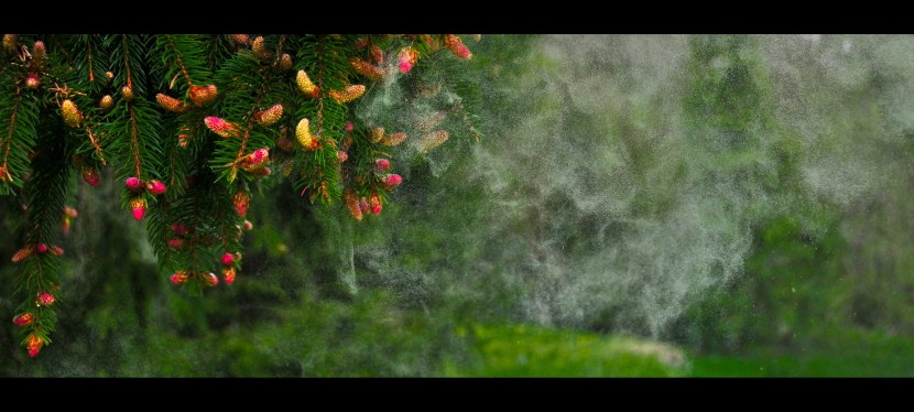 ‘Pollen’ me back into history!: What Pollen can tell us about Archaeological&nbsp;Sites