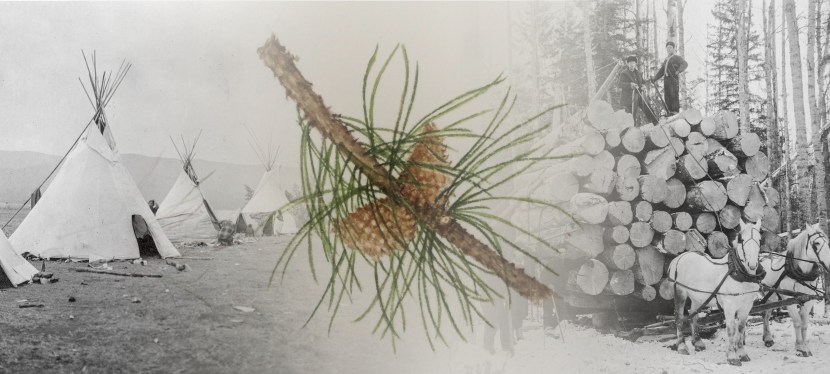 Pitch and Timber: A History of Human Relationships with Trees in Alberta (Part&nbsp;1)