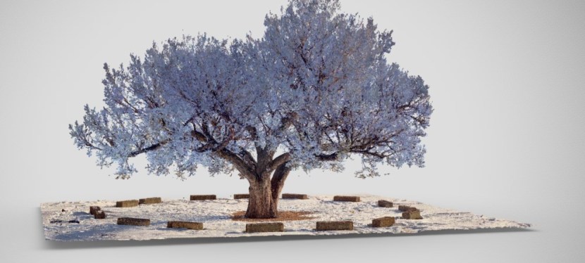 Documenting a Heritage Tree: Digital Preservation of Calgary’s Stampede&nbsp;Elm