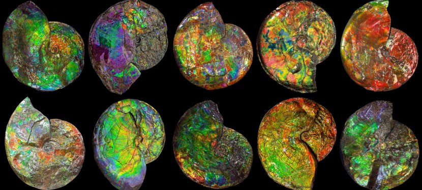 Ammolite to become an official provincial&nbsp;emblem