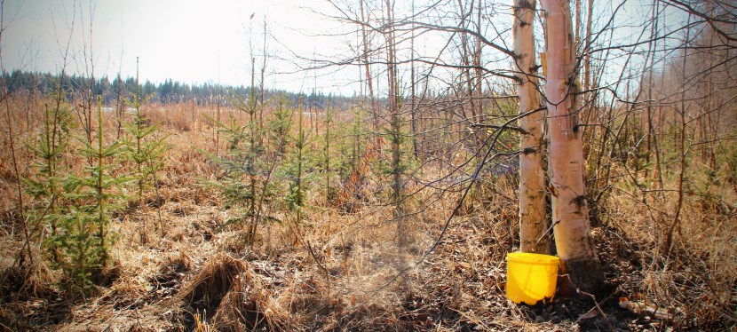 Season of the Birch: Continuing Practices of Woodland Cree First&nbsp;Nation