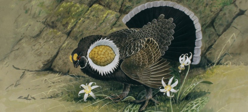 Curiosity, Craft and Conviction: Frank L. Beebe and the Art of Seeing Nature