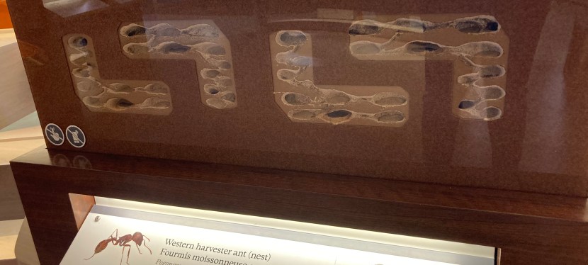 Behind the glass: Cleaning the ant chamber at the Royal Alberta&nbsp;Museum